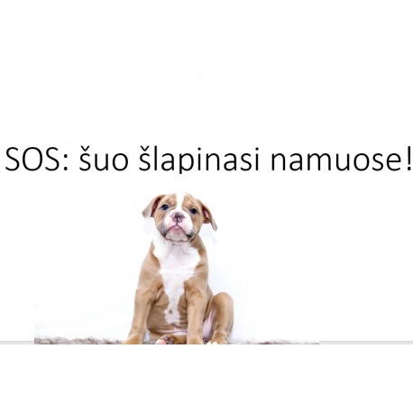 Seminaro įrašas "SOS: šuo šlapinasi namuose!"