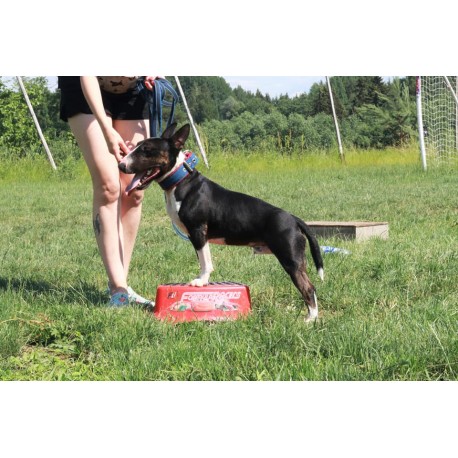 4 dresūros pamokos (gyvi susitikimai)